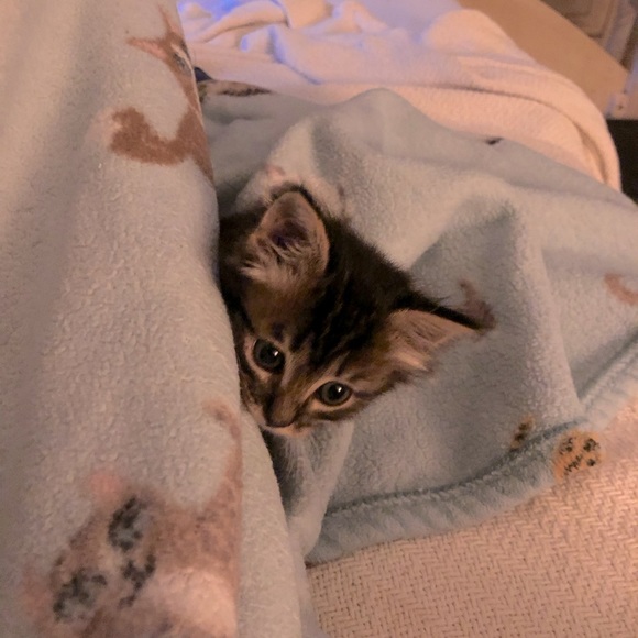 Meet your Posher, Stephanie - Picture 1 of 1